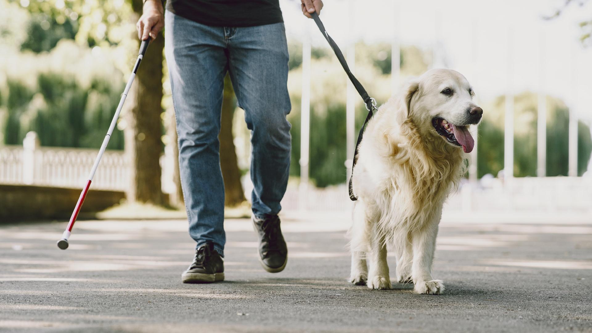 photo of a blind person in jeans, holding a white cane in one hand and holding a leash for a guide dog